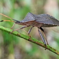 Amorbus (genus) (Eucalyptus Tip bug) at Watson, ACT - 5 Nov 2022 by AniseStar