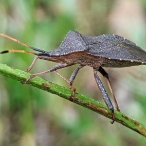 Amorbus sp. (genus) at Watson, ACT - 5 Nov 2022