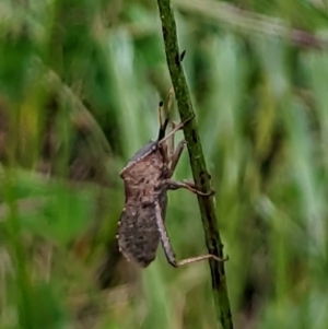 Amorbus (genus) at Watson, ACT - 5 Nov 2022 01:20 PM