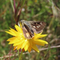 Trapezites luteus (Yellow Ochre, Rare White-spot Skipper) at Mount Taylor - 3 Dec 2022 by MatthewFrawley