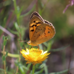 Heteronympha merope at Kambah, ACT - 3 Dec 2022