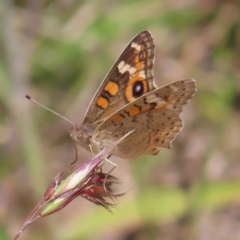 Junonia villida (Meadow Argus) at Kambah, ACT - 3 Dec 2022 by MatthewFrawley