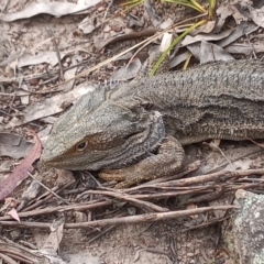 Pogona barbata (Eastern Bearded Dragon) at Conder, ACT - 1 Dec 2022 by MichaelBedingfield