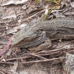 Pogona barbata (Eastern Bearded Dragon) at Tuggeranong Hill - 1 Dec 2022 by michaelb