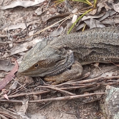Pogona barbata (Eastern Bearded Dragon) at Conder, ACT - 1 Dec 2022 by MichaelBedingfield