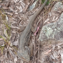 Pogona barbata at Conder, ACT - 1 Dec 2022