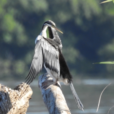 Anhinga novaehollandiae (Australasian Darter) at Lake Burley Griffin West - 2 Dec 2022 by HelenCross