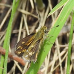Taractrocera papyria (White-banded Grass-dart) at Lions Youth Haven - Westwood Farm A.C.T. - 3 Dec 2022 by HelenCross
