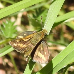 Taractrocera papyria at Stromlo, ACT - 3 Dec 2022