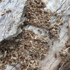 Papyrius sp. (genus) (A Coconut Ant) at Lions Youth Haven - Westwood Farm A.C.T. - 3 Dec 2022 by HelenCross