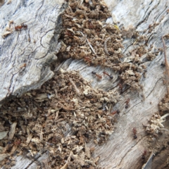 Papyrius sp. (genus) (A Coconut Ant) at Lions Youth Haven - Westwood Farm - 3 Dec 2022 by HelenCross