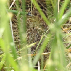 Synoicus ypsilophorus (Brown Quail) at Stromlo, ACT - 3 Dec 2022 by HelenCross