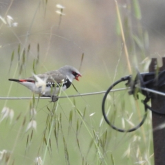 Stagonopleura guttata (Diamond Firetail) at Lions Youth Haven - Westwood Farm A.C.T. - 3 Dec 2022 by HelenCross