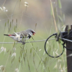 Stagonopleura guttata (Diamond Firetail) at Stromlo, ACT - 3 Dec 2022 by HelenCross