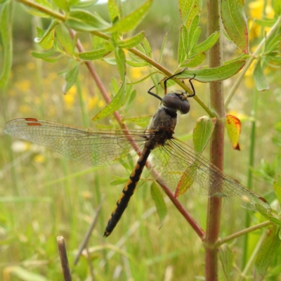 Hemicordulia tau (Tau Emerald) at Lions Youth Haven - Westwood Farm A.C.T. - 3 Dec 2022 by HelenCross