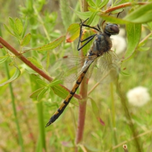 Hemicordulia tau at Stromlo, ACT - suppressed