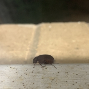 Scarabaeidae (family) at Curtin, ACT - suppressed