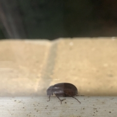 Scarabaeidae (family) at Curtin, ACT - suppressed