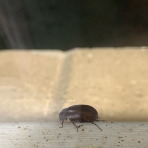 Scarabaeidae (family) at Curtin, ACT - suppressed