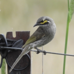 Caligavis chrysops (Yellow-faced Honeyeater) at Lions Youth Haven - Westwood Farm A.C.T. - 3 Dec 2022 by HelenCross