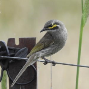 Caligavis chrysops at Stromlo, ACT - 3 Dec 2022