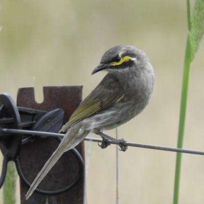 Caligavis chrysops (Yellow-faced Honeyeater) at Lions Youth Haven - Westwood Farm - 3 Dec 2022 by HelenCross