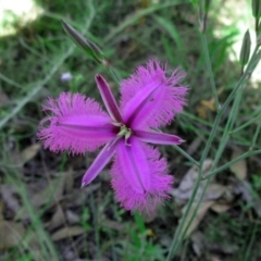 Thysanotus tuberosus subsp. tuberosus (Common Fringe-lily) at Hawker, ACT - 2 Dec 2022 by sangio7