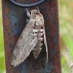 Agrius convolvuli (Convolvulus Hawk Moth) at Stromlo, ACT - 3 Dec 2022 by HelenCross