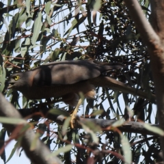 Accipiter fasciatus (Brown Goshawk) at Lions Youth Haven - Westwood Farm A.C.T. - 3 Dec 2022 by HelenCross