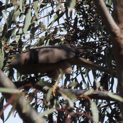 Accipiter fasciatus (Brown Goshawk) at Kambah, ACT - 3 Dec 2022 by HelenCross