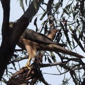 Accipiter fasciatus at Kambah, ACT - 3 Dec 2022