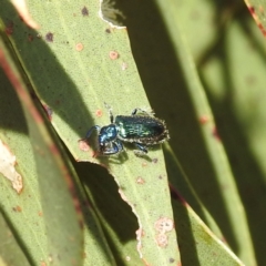 Phlogistus sp. (genus) (Clerid beetle) at Kambah, ACT - 3 Dec 2022 by HelenCross