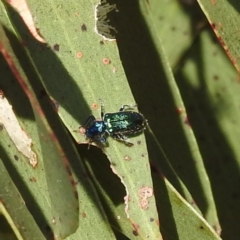 Phlogistus sp. (genus) at Kambah, ACT - 3 Dec 2022 04:27 PM