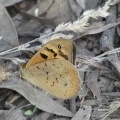 Heteronympha merope (Common Brown Butterfly) at Jerrabomberra, NSW - 3 Dec 2022 by SteveBorkowskis