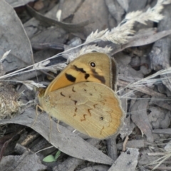 Heteronympha merope at Jerrabomberra, NSW - 3 Dec 2022 04:58 PM