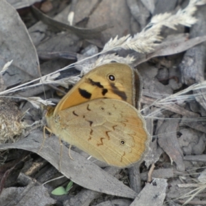 Heteronympha merope at Jerrabomberra, NSW - 3 Dec 2022