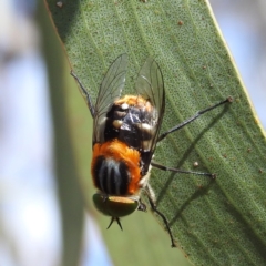 Scaptia (Scaptia) auriflua (A flower-feeding march fly) at Lions Youth Haven - Westwood Farm A.C.T. - 3 Dec 2022 by HelenCross