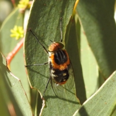 Scaptia (Scaptia) auriflua at Kambah, ACT - suppressed