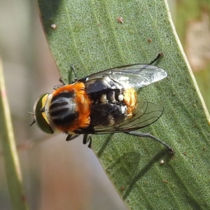 Scaptia (Scaptia) auriflua at Kambah, ACT - suppressed