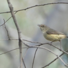 Acanthiza reguloides (Buff-rumped Thornbill) at Mount Jerrabomberra QP - 3 Dec 2022 by Steve_Bok