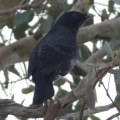 Ptilonorhynchus violaceus (Satin Bowerbird) at Mount Jerrabomberra - 3 Dec 2022 by Steve_Bok