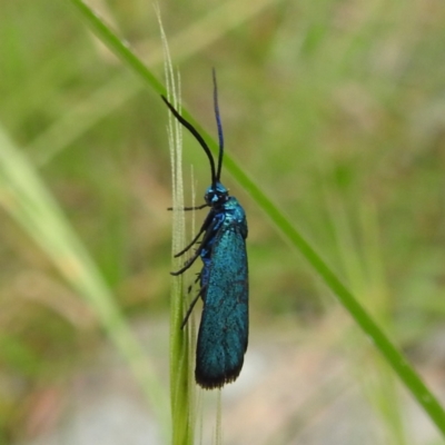 Pollanisus (genus) (A Forester Moth) at Lions Youth Haven - Westwood Farm - 3 Dec 2022 by HelenCross