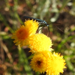 Pollanisus (genus) at Kambah, ACT - 3 Dec 2022