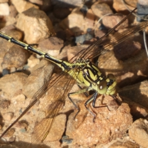 Austrogomphus guerini at Jerrabomberra, NSW - 3 Dec 2022 05:47 PM