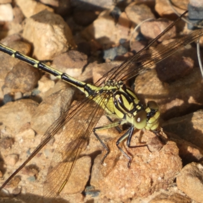 Austrogomphus guerini (Yellow-striped Hunter) at Mount Jerrabomberra - 3 Dec 2022 by Steve_Bok