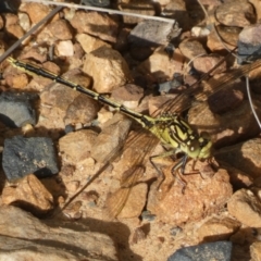 Austrogomphus guerini at Jerrabomberra, NSW - 3 Dec 2022