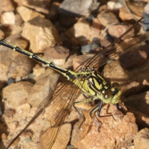 Austrogomphus guerini at Jerrabomberra, NSW - 3 Dec 2022