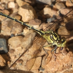 Austrogomphus guerini at Jerrabomberra, NSW - 3 Dec 2022