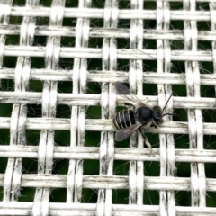 Pseudoanthidium (Immanthidium) repetitum (African carder bee, Megachild bee) at Curtin, ACT - 19 Nov 2022 by emptysea