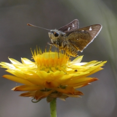 Trapezites luteus (Yellow Ochre, Rare White-spot Skipper) at Mount Jerrabomberra - 3 Dec 2022 by Steve_Bok